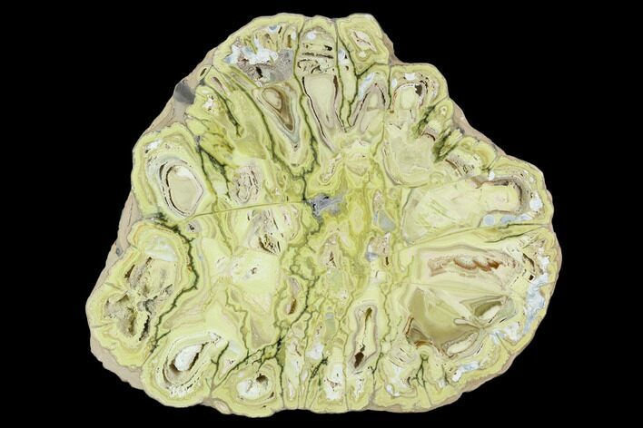 6.3" Polished Section Of Clay Canyon Variscite - Old Collection Stock